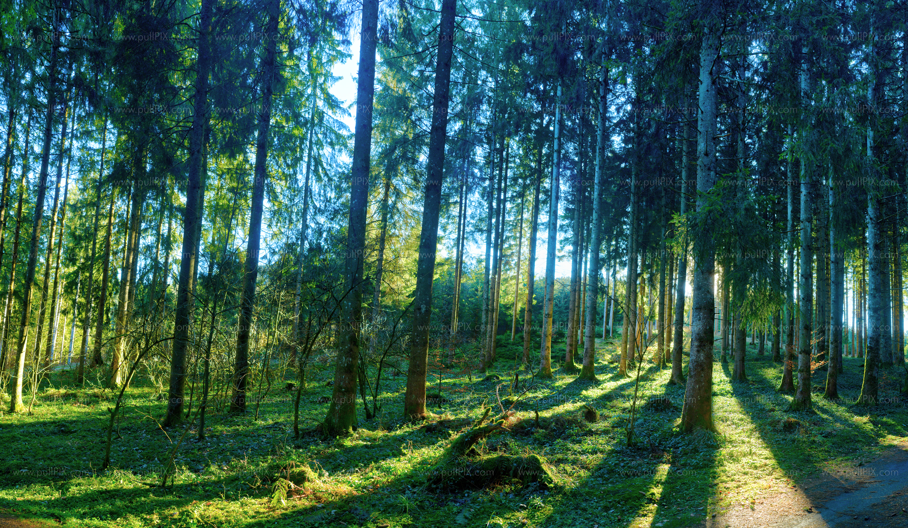 Preview Alttrauchburger Wald HDRI.jpg